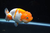 Juvenile Lionchu  Red White 3.5 Inch (ID#415R11b-9) Free2Day SHIPPING