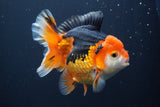 Short Body Thai Oranda Tricolor 5 Inch (ID#902To6c-103)