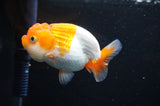 Juvenile Lionchu  Red White 3.5 Inch (ID#415R11b-9) Free2Day SHIPPING