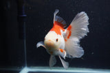 Thai Oranda  Red White 5.5 Inch (ID#1227T2b-56) Free2Day SHIPPING