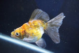 Ryukin  Calico 4.5 Inch (ID#1022Ry7a-1) Free2Day SHIPPING