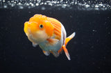 Juvenile Lionchu  Red White 3.5 Inch (ID#415R11b-9) Free2Day SHIPPING