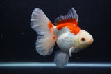 Thai Oranda  Red White 5.5 Inch (ID#1227T2b-56) Free2Day SHIPPING