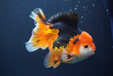 Short Body Thai Oranda Tricolor 5 Inch (ID#902To6c-103)