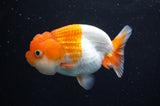 Juvenile Lionchu  Red White 3.5 Inch (ID#415R11b-9) Free2Day SHIPPING