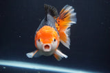 Short Body Thai Oranda Tricolor 5 Inch (ID#902To6c-103)