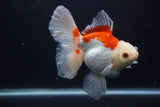 Thai Oranda  Red White 5.5 Inch (ID#1227T2b-56) Free2Day SHIPPING