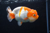 Juvenile Lionchu  Red White 3.5 Inch (ID#415R11b-9) Free2Day SHIPPING