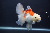 Thai Oranda  Red White 5.5 Inch (ID#1227T2b-56) Free2Day SHIPPING