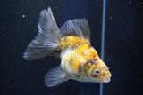 Ryukin  Calico 4.5 Inch (ID#1022Ry7a-1) Free2Day SHIPPING