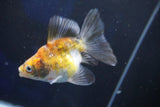 Ryukin  Calico 4.5 Inch (ID#1022Ry7a-1) Free2Day SHIPPING