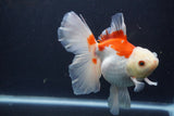 Thai Oranda  Red White 5.5 Inch (ID#1227T2b-56) Free2Day SHIPPING