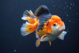 Short Body Thai Oranda Tricolor 5 Inch (ID#902To6c-103)