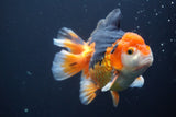 Short Body Thai Oranda Tricolor 5 Inch (ID#902To6c-103)