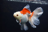 Thai Oranda  Red White 5.5 Inch (ID#1227T2b-56) Free2Day SHIPPING