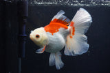 Thai Oranda  Red White 5.5 Inch (ID#1227T2b-56) Free2Day SHIPPING