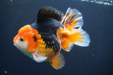 Short Body Thai Oranda Tricolor 5 Inch (ID#902To6c-103)