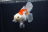 Thai Oranda  Red White 5.5 Inch (ID#1227T2b-56) Free2Day SHIPPING