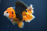 Short Body Thai Oranda Tricolor 5 Inch (ID#902To6c-103)