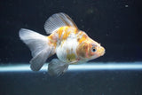 Ryukin  Calico 4 Inch (ID#1022Ry7a-2) Free2Day SHIPPING