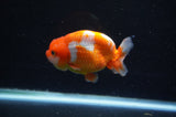 Juvenile Lionchu  Red White 3.5 Inch (ID#415R11b-10) Free2Day SHIPPING