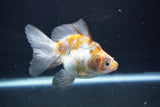 Ryukin  Calico 4 Inch (ID#1022Ry7a-2) Free2Day SHIPPING