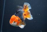 Short Body Thai Oranda Tricolor 5 Inch (ID#902To6c-103)