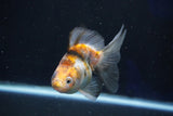 Ryukin  Calico 4 Inch (ID#1022Ry7a-2) Free2Day SHIPPING