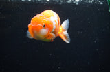 Juvenile Lionchu  Red White 3.5 Inch (ID#415R11b-10) Free2Day SHIPPING