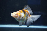 Ryukin  Calico 4 Inch (ID#1022Ry7a-2) Free2Day SHIPPING