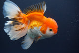 Thai Oranda  Red White 6.5 Inch (ID#902To6c-104)