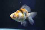 Ryukin  Calico 4 Inch (ID#1022Ry7a-2) Free2Day SHIPPING