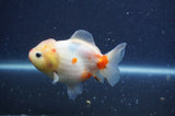 Yuan Bao Oranda  Sakura 4 Inch (ID#328Yb10b-47) Free2Day SHIPPING