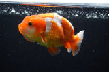 Juvenile Lionchu  Red White 3.5 Inch (ID#415R11b-10) Free2Day SHIPPING