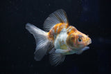 Ryukin  Calico 4 Inch (ID#1022Ry7a-2) Free2Day SHIPPING