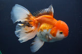 Thai Oranda  Red White 6.5 Inch (ID#902To6c-104)