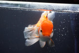 Thai Oranda  Red White 6.5 Inch (ID#902To6c-104)