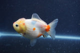 Yuan Bao Oranda  Sakura 4 Inch (ID#328Yb10b-47) Free2Day SHIPPING