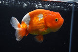 Juvenile Lionchu  Red White 3.5 Inch (ID#415R11b-10) Free2Day SHIPPING