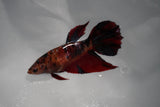 Giant Nemo Koi Galaxy  Plakat Female Betta (ID#801-F103) Free2Day SHIPPING