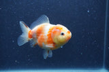 Yuan Bao Oranda  Sakura 4 Inch (ID#328Yb10b-47) Free2Day SHIPPING