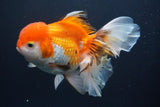 Thai Oranda  Red White 6.5 Inch (ID#902To6c-104)