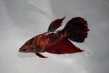 Giant Nemo Koi Galaxy  Plakat Female Betta (ID#801-F103) Free2Day SHIPPING