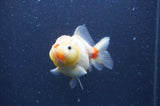 Yuan Bao Oranda  Sakura 4 Inch (ID#328Yb10b-47) Free2Day SHIPPING