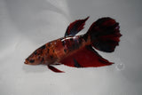 Giant Nemo Koi Galaxy  Plakat Female Betta (ID#801-F103) Free2Day SHIPPING