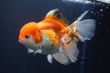 Thai Oranda  Red White 6.5 Inch (ID#902To6c-104)