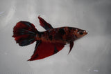 Giant Nemo Koi Galaxy  Plakat Female Betta (ID#801-F103) Free2Day SHIPPING