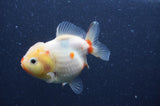 Yuan Bao Oranda  Sakura 4 Inch (ID#328Yb10b-47) Free2Day SHIPPING