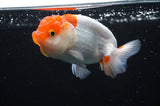 Juvenile Lionchu  Red White 3.5 Inch (ID#415R11b-11) Free2Day SHIPPING