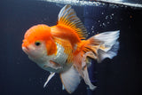 Thai Oranda  Red White 6.5 Inch (ID#902To6c-104)